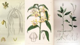 extinct orchids