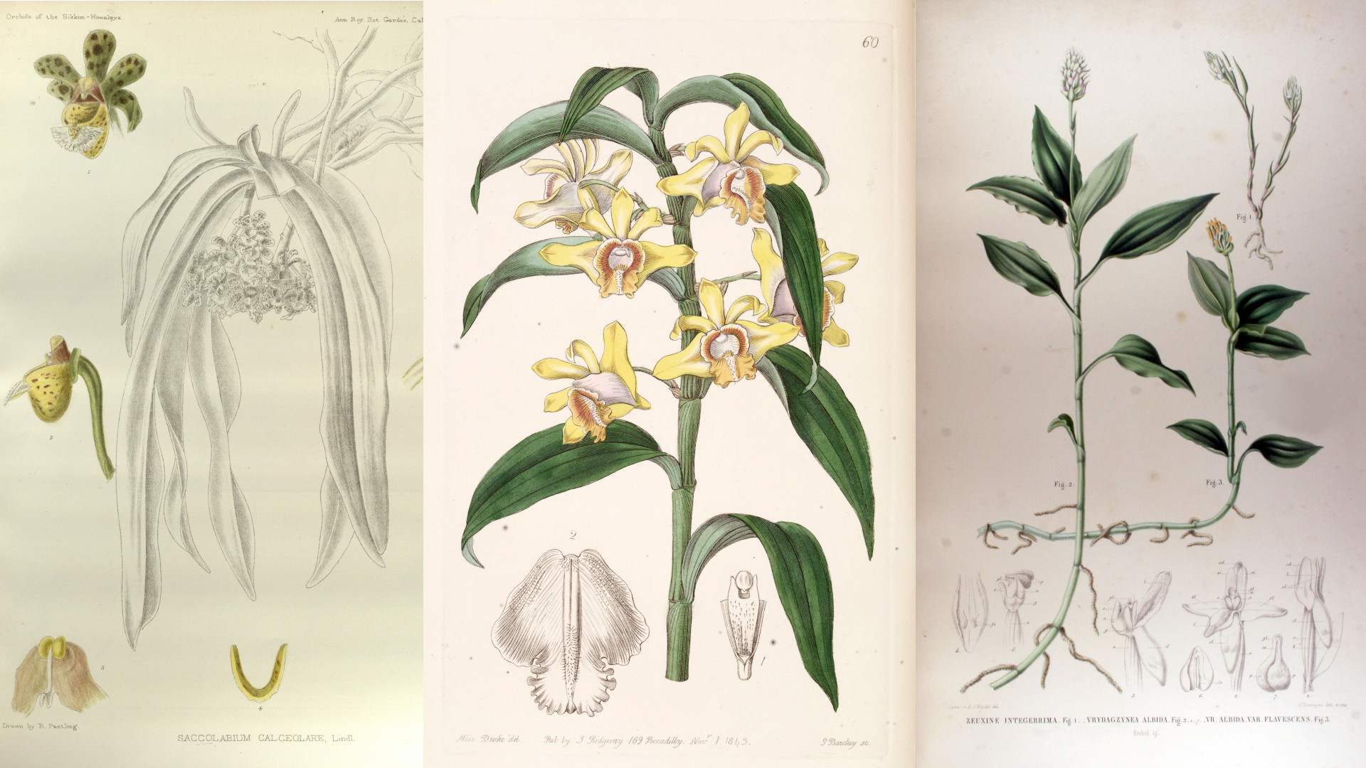 extinct orchids