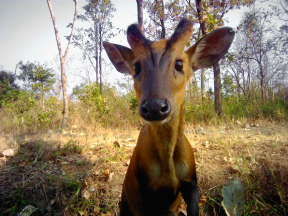 muntjac