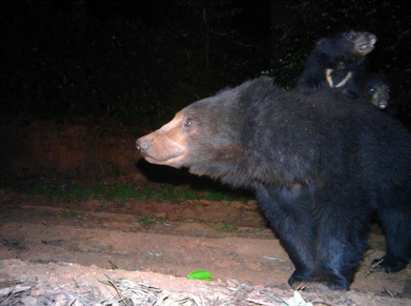 sloth bears