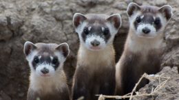 black-footed ferrets