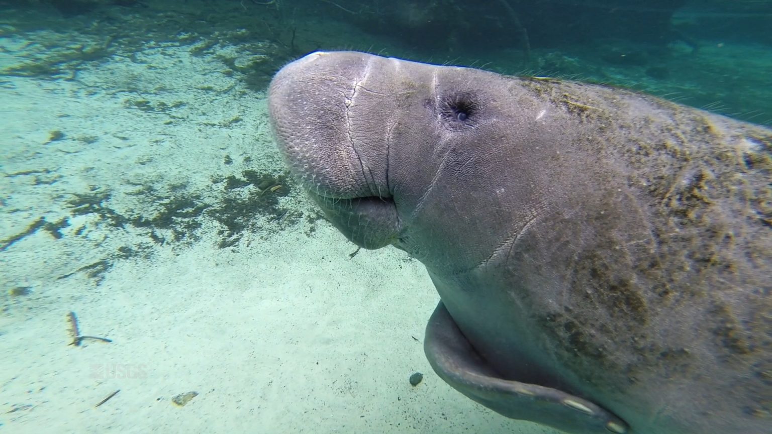 The Shocking Number of Florida Manatees Killed by Boats ...