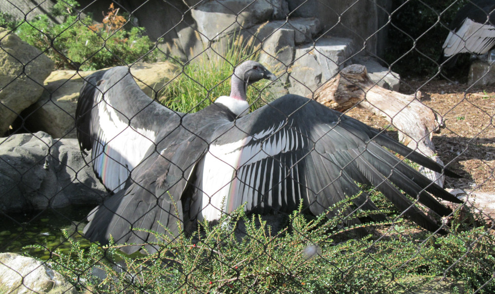 Andean condor wings