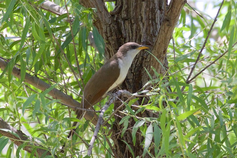 Bird sitting in tree