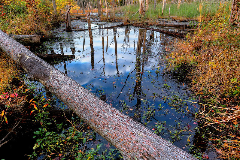 wetland