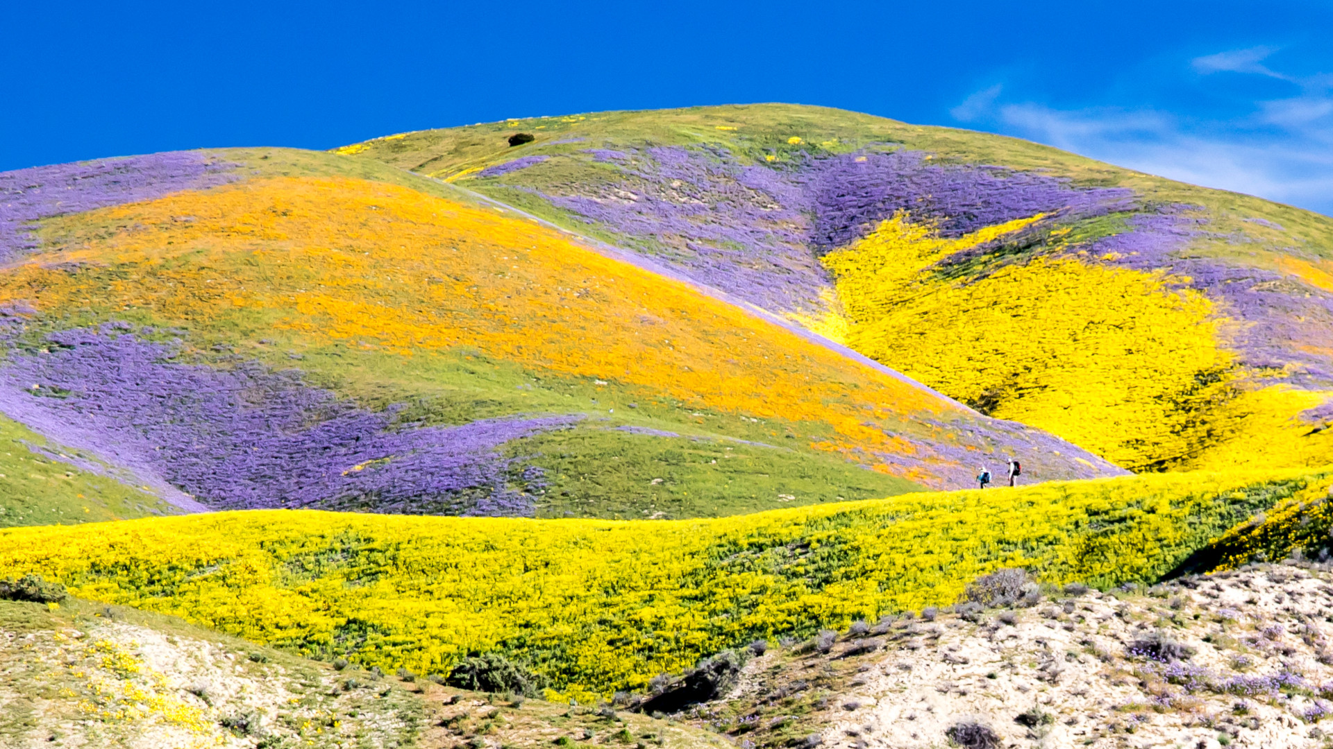 Carrizo Plain