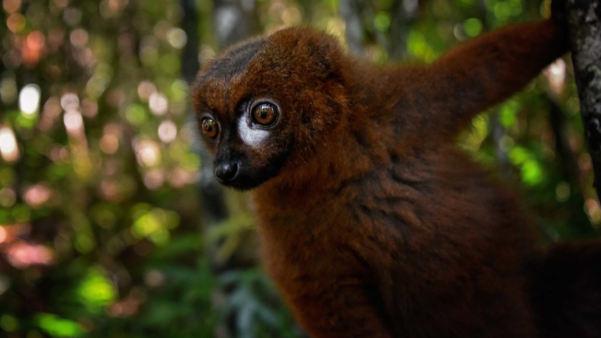 Help For Lemurs How To Save The World s Most Endangered Mammals The 