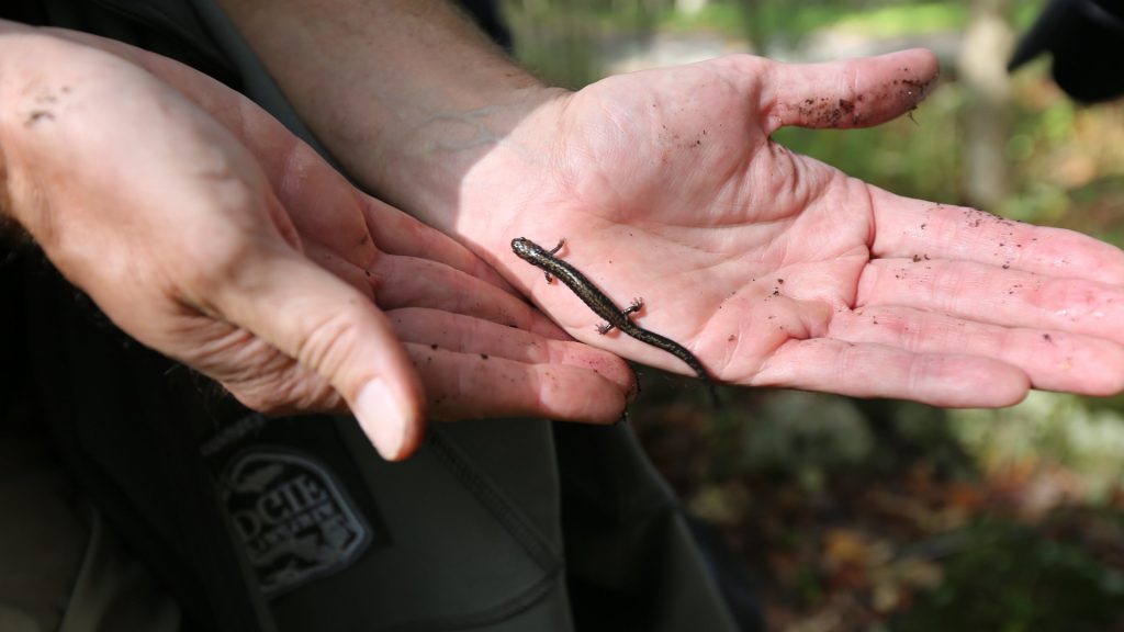 salamander in hand