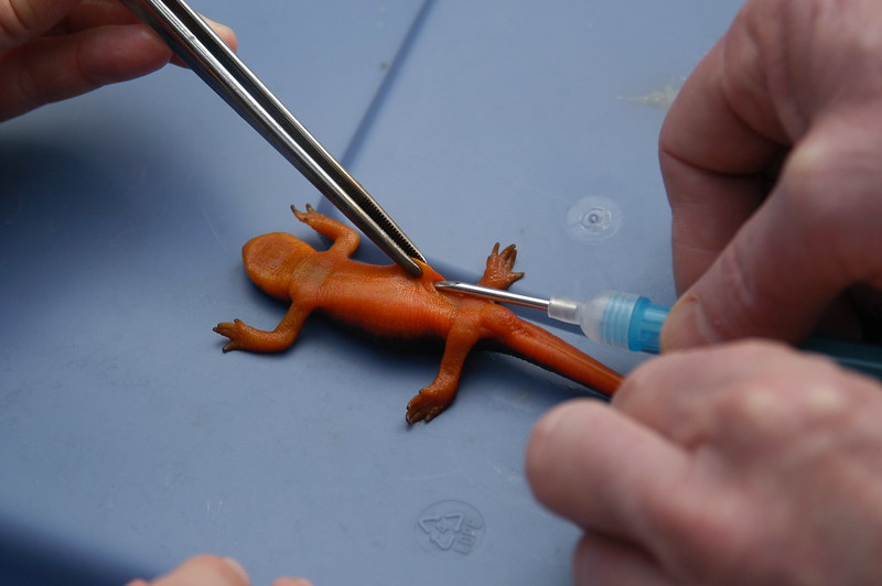 Newt gets microchip