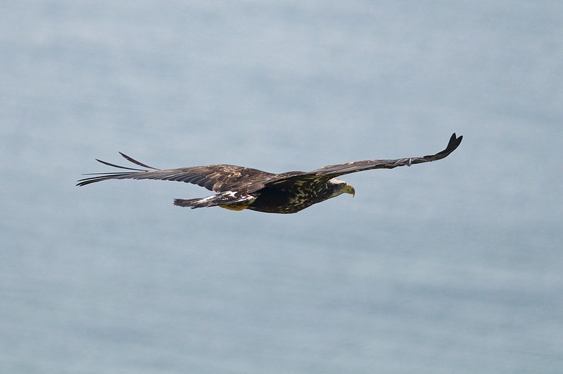 Bald eagle