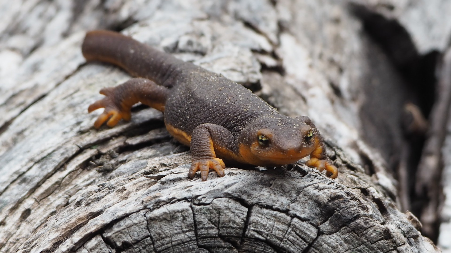 Newt on a log