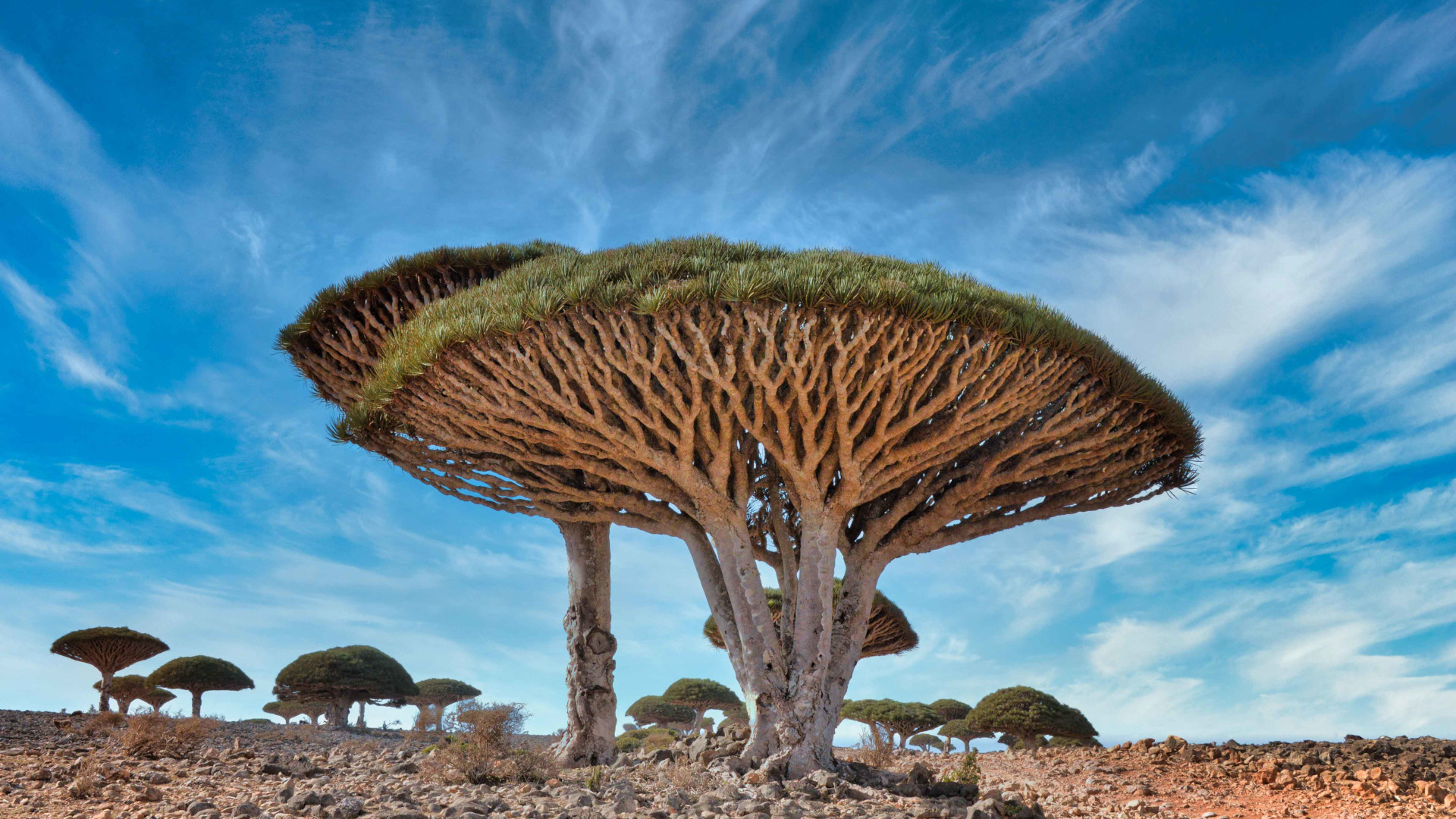 Blood Is Life — The Amazing Dragon’s Blood Tree • The Revelator