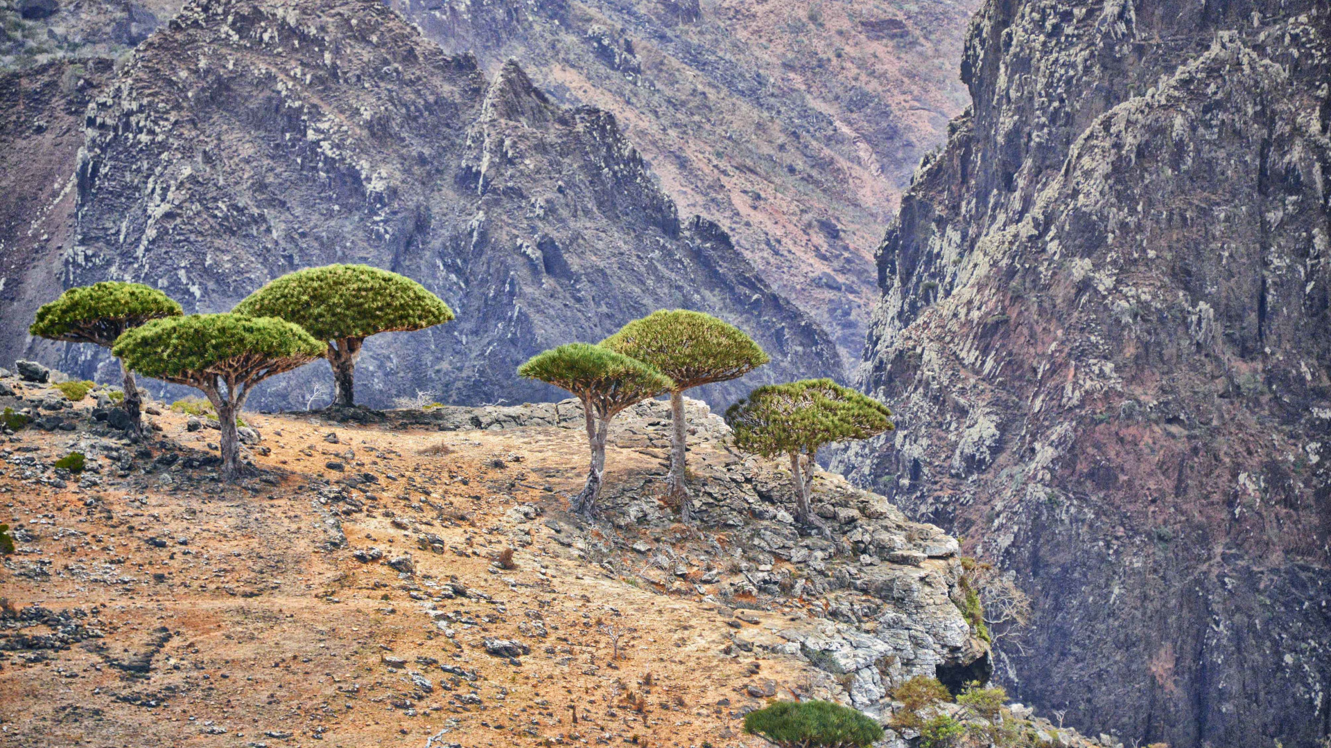 Dragon's blood trees