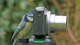 bird camera