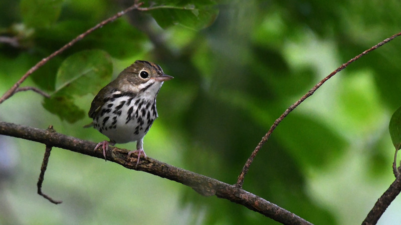 ovenbird