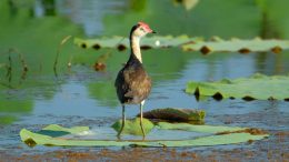 bird standing in wetland