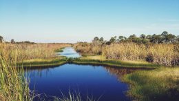wetland water and vegetation