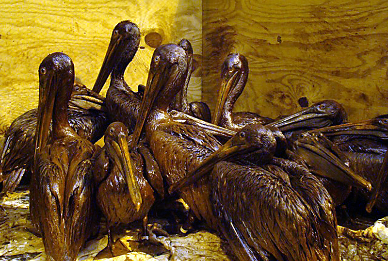 oiled pelicans