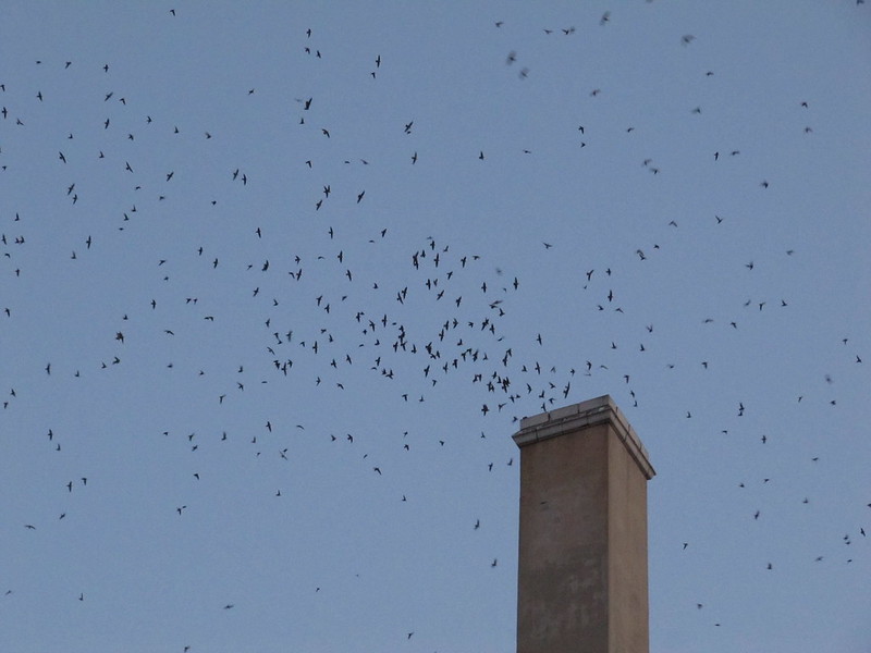 Swifts entering chimney