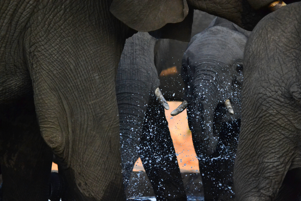 Botswana elephants