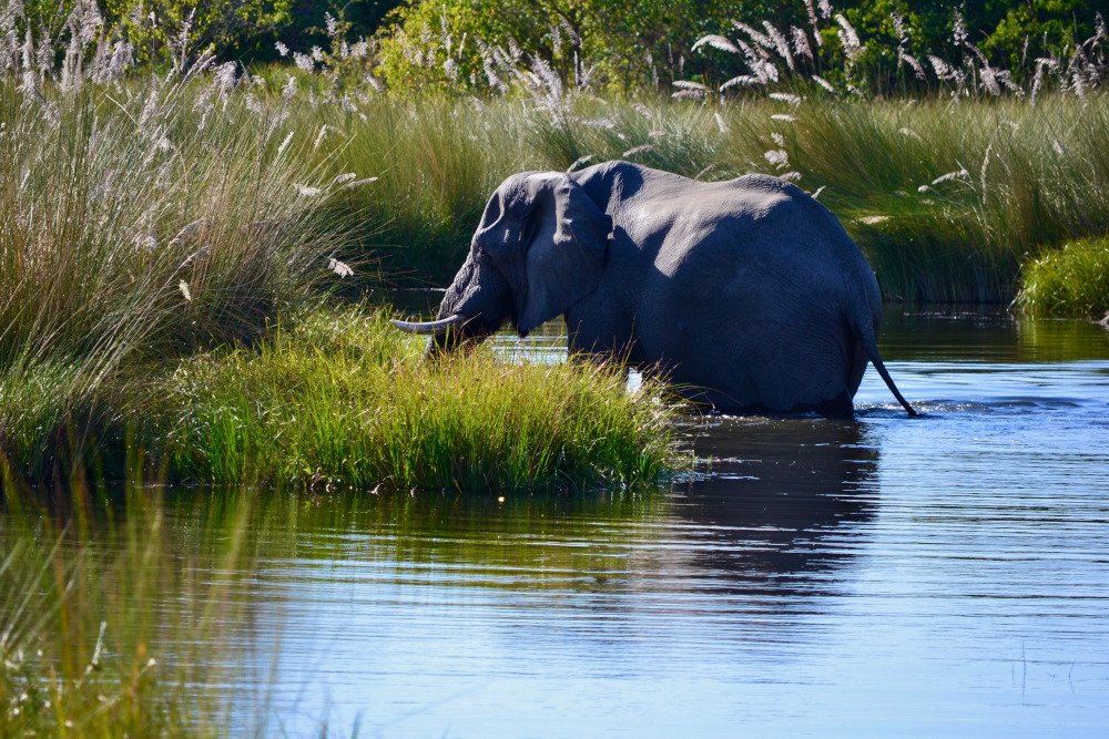 Botswana elephant