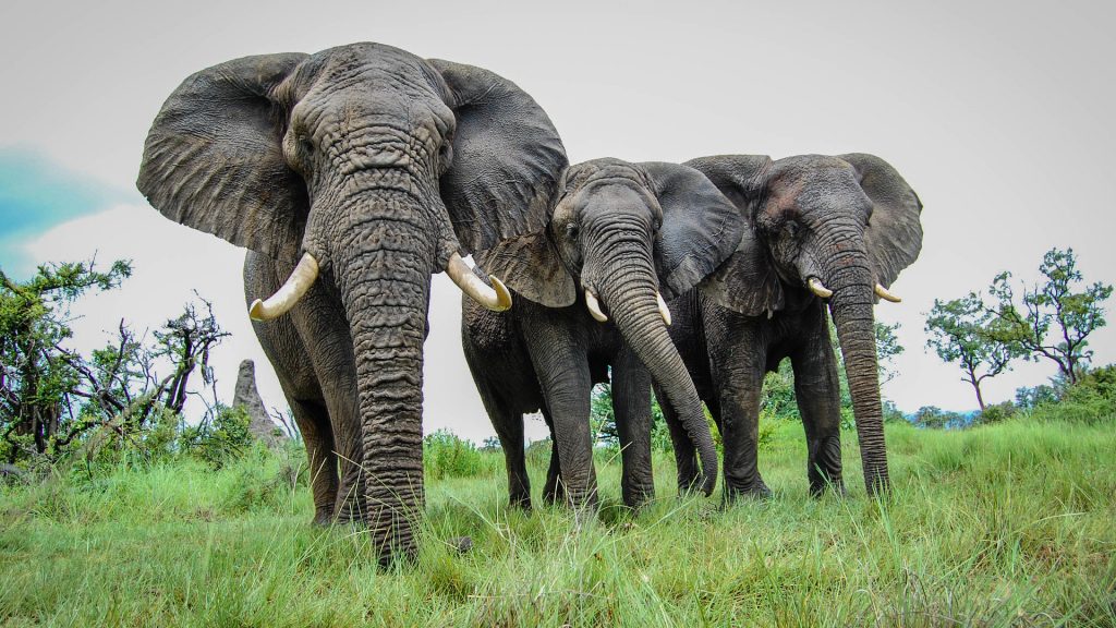 elephants Botswana