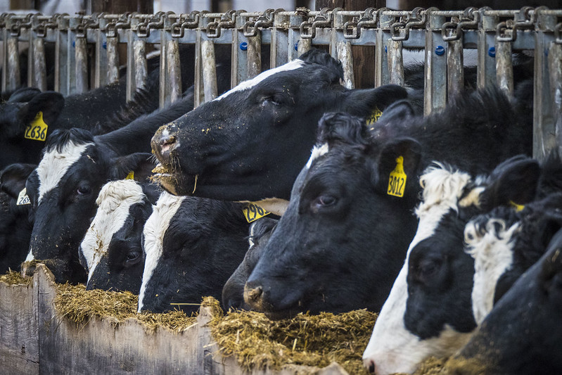 Dairy cows