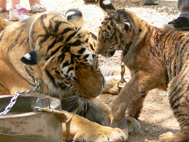 Tiger Temple