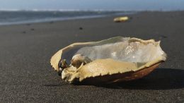 dead crab on beach