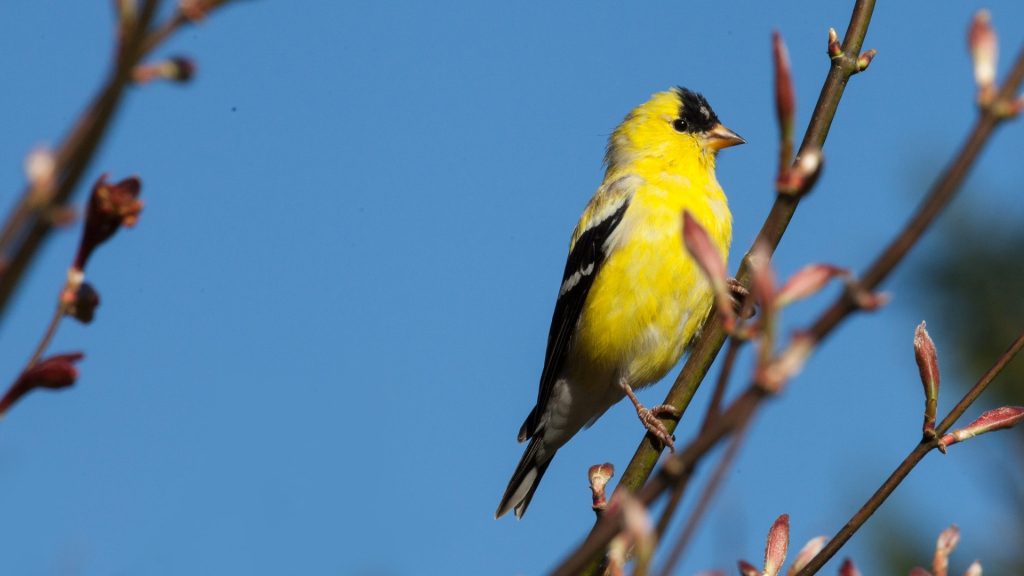 Goldfinch on branch