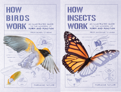 How Birds and Insects Work
