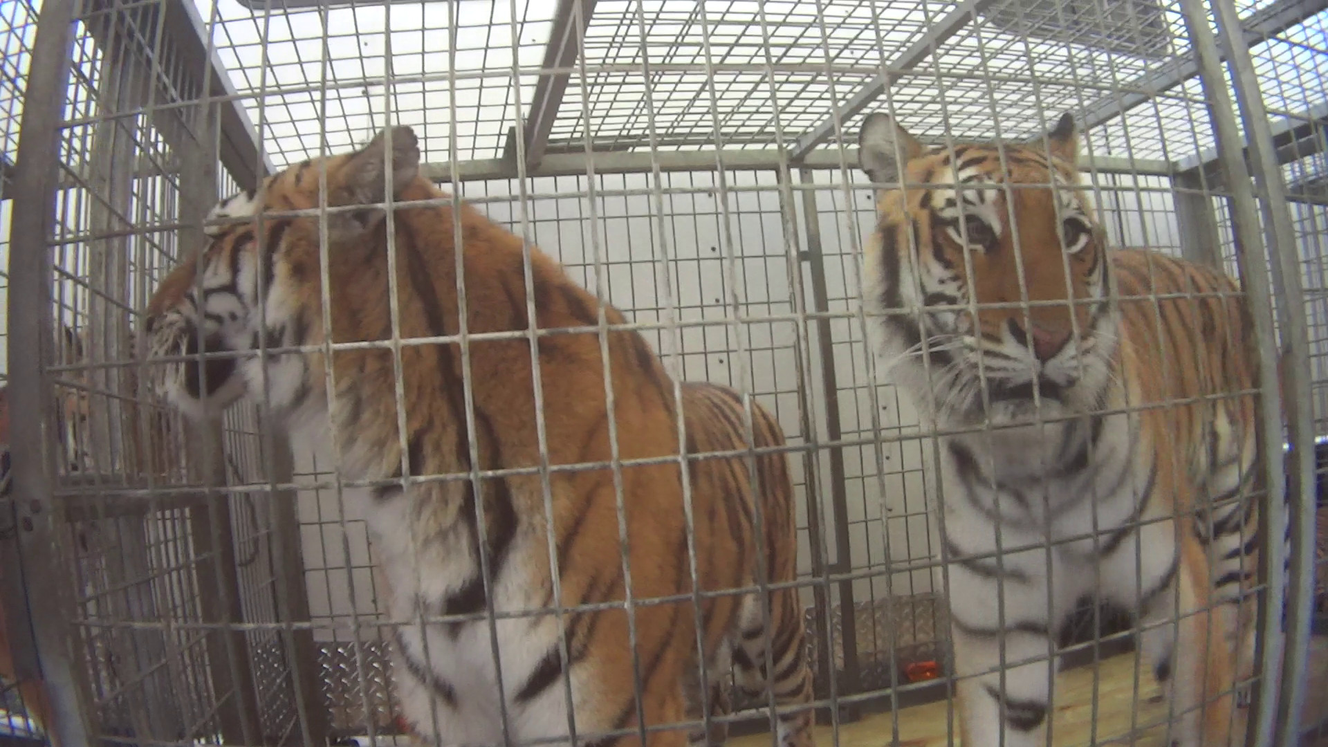 caged tigers