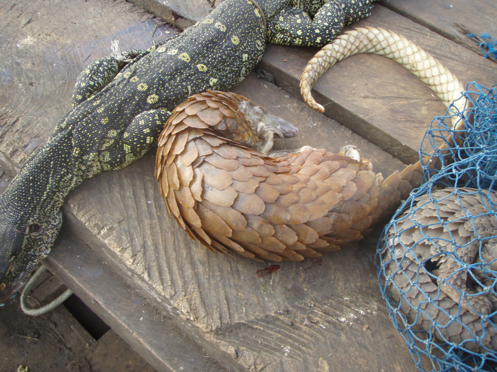 pangolins