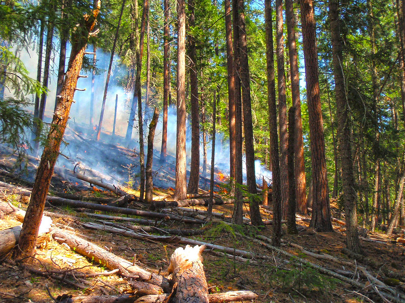 smoke on the forest floor