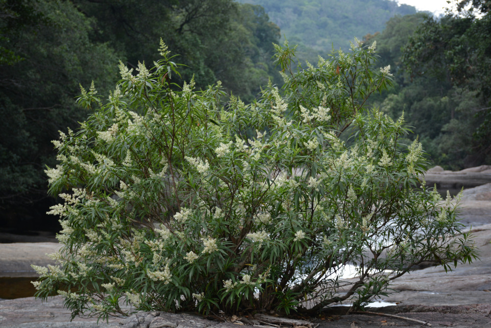 Wendlandia angustifolia