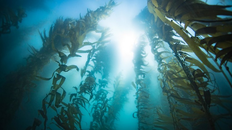 sunlight coming through water with kelp