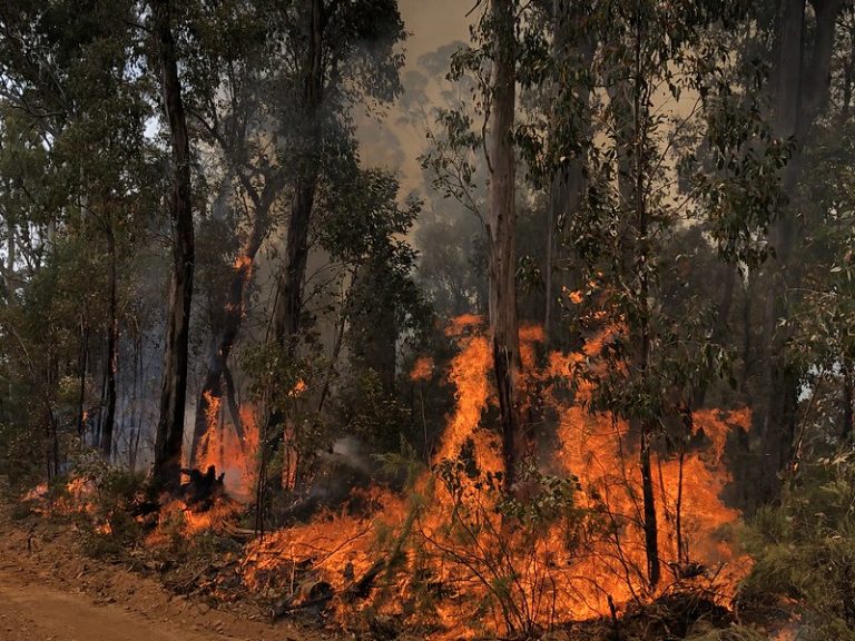 Forests vs. Climate Change: Researchers Race to Understand What Drought ...