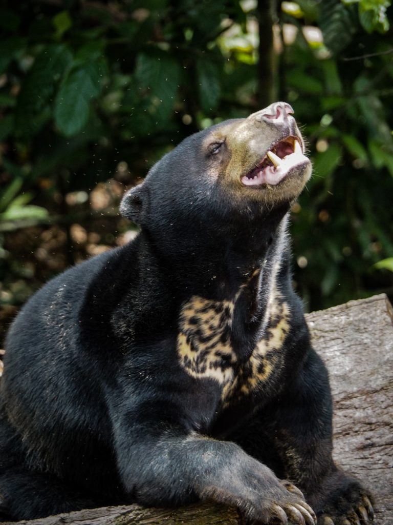 Bear-ly on the Radar: Indonesia’s Illegal Trade in Sun Bears Could ...