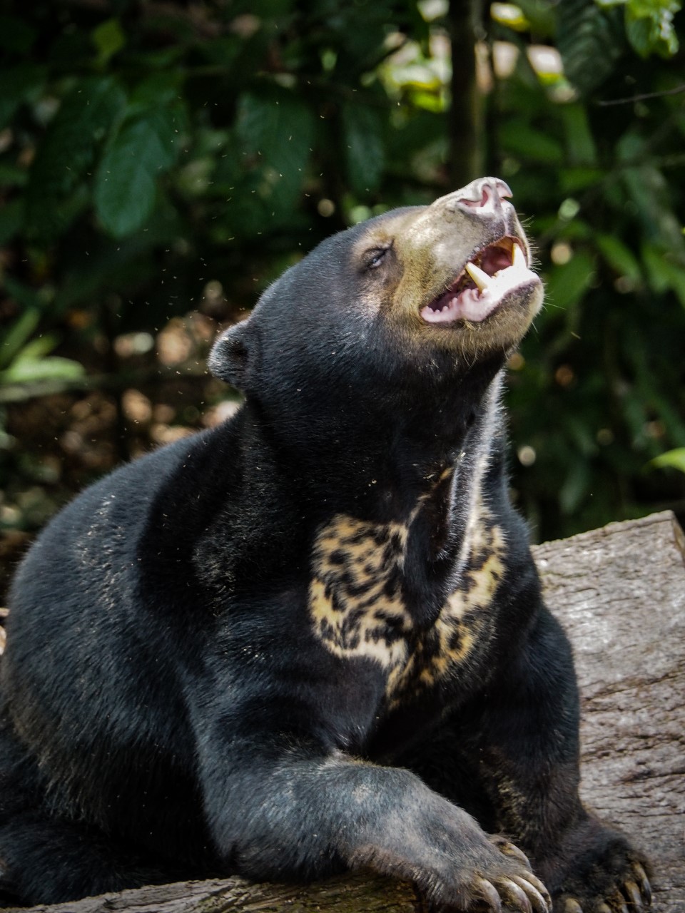 Sun Bear