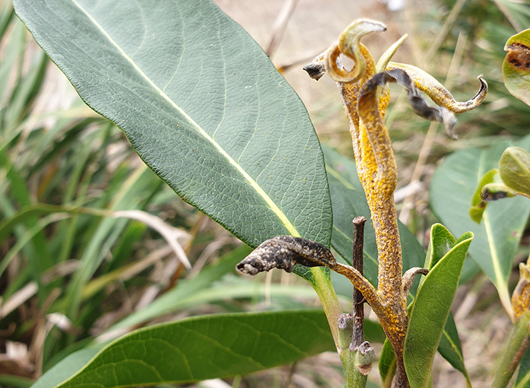 Native guava myrtle rust