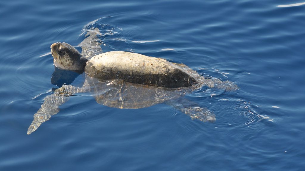 turtle swimming