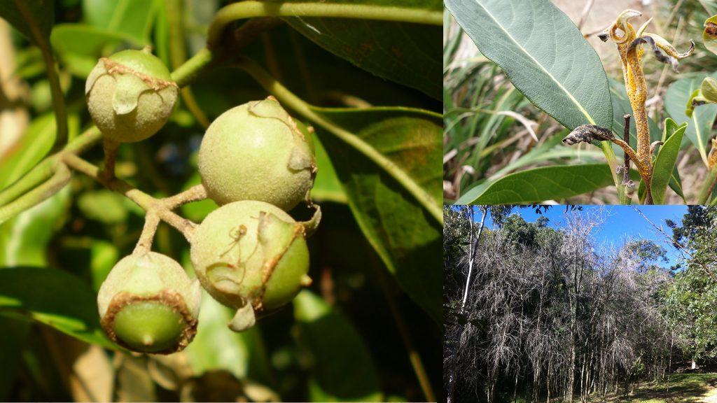 Native guava myrtle root