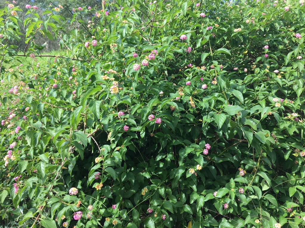 lantana