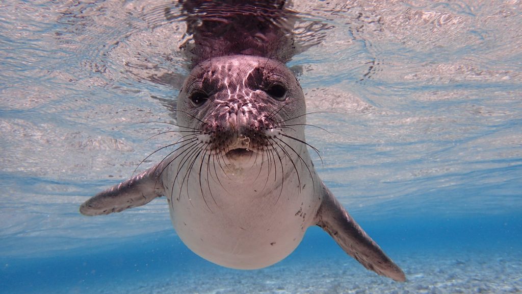 seal under water