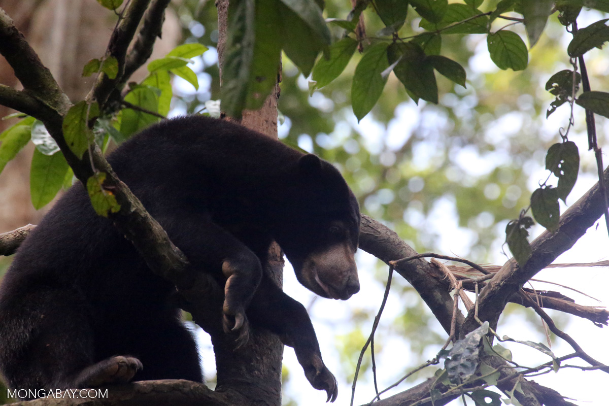 Sun bear Borneo