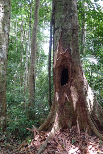 sun bear hole