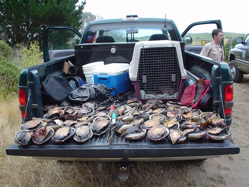 abalone in pickup truck