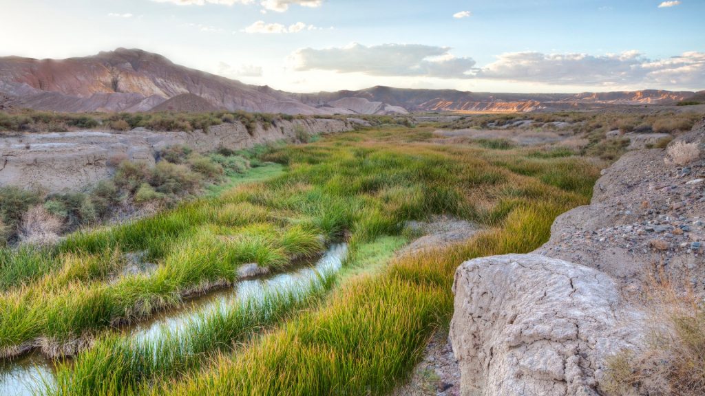 Riparian area in desert