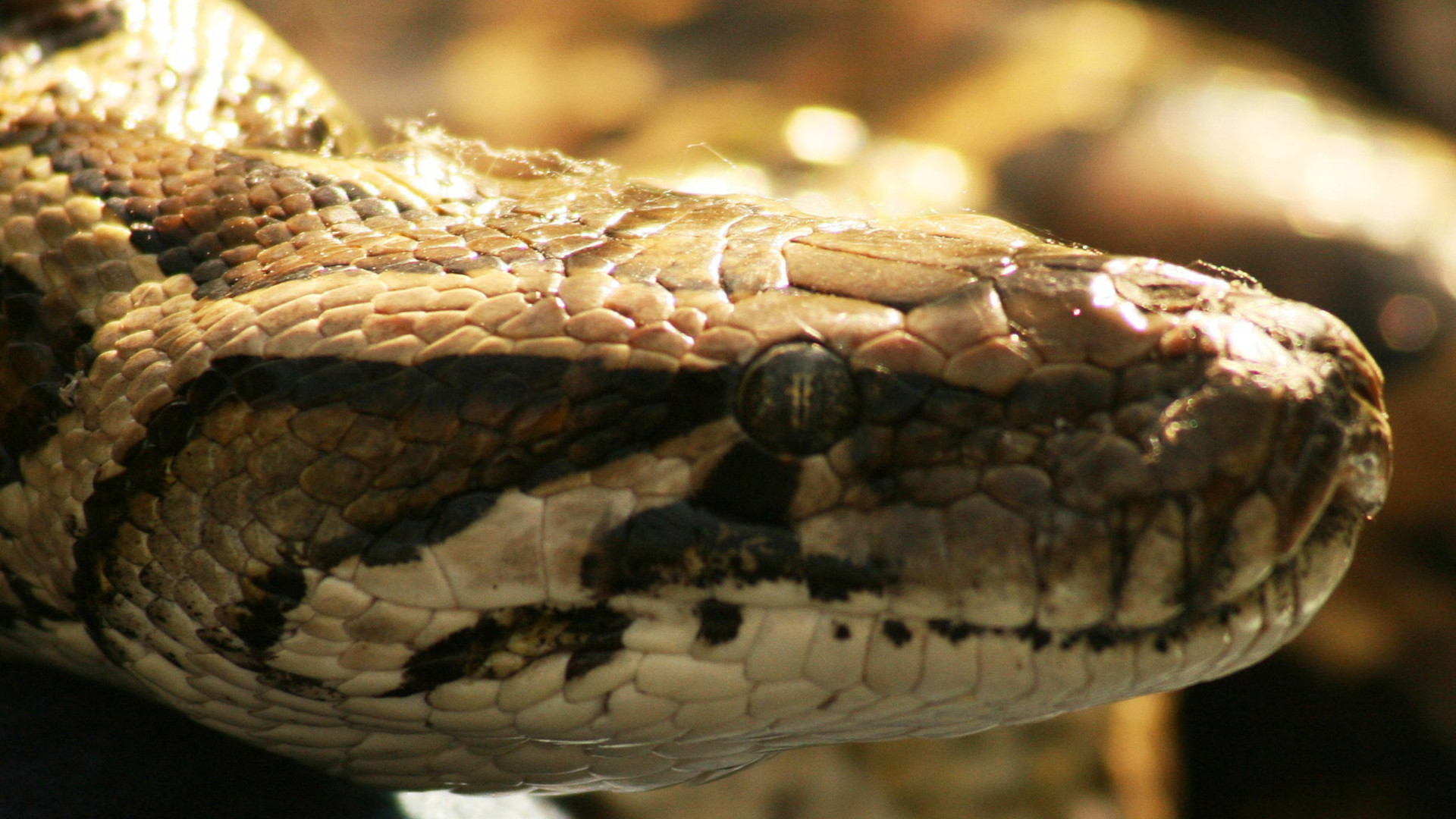 The Shocking Number of Snakes Traded Internationally Each Year • The  Revelator