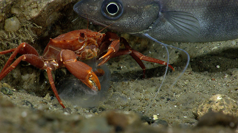 Hake and Red Crab